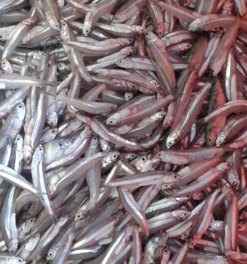 Indian anchovy (kozhuva)