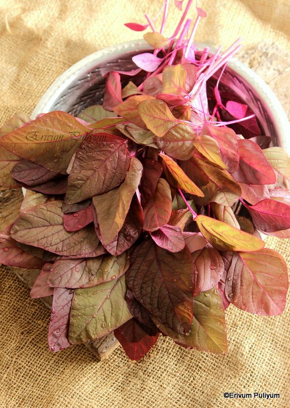 Green Amaranthus(pacha cheera)