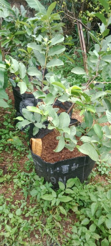 Bibit Jambu Kristal