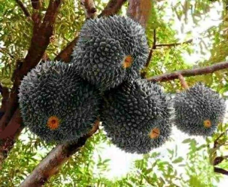 Durian Duri Hitam