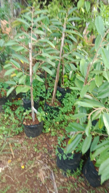 Durian Musang King