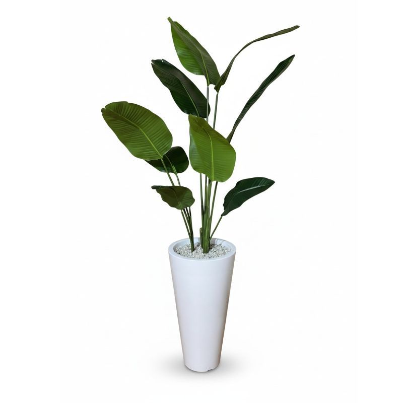 BANANIE GRAND FORMAT 75-49