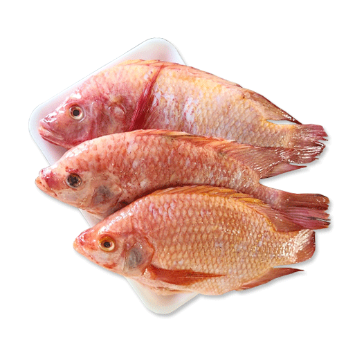 TILAPIA ROJA  4 UNIDADES