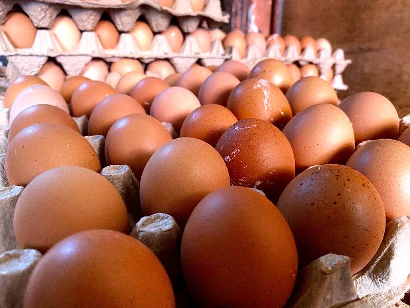 TELUR AYAM RAS 1 PAPAN