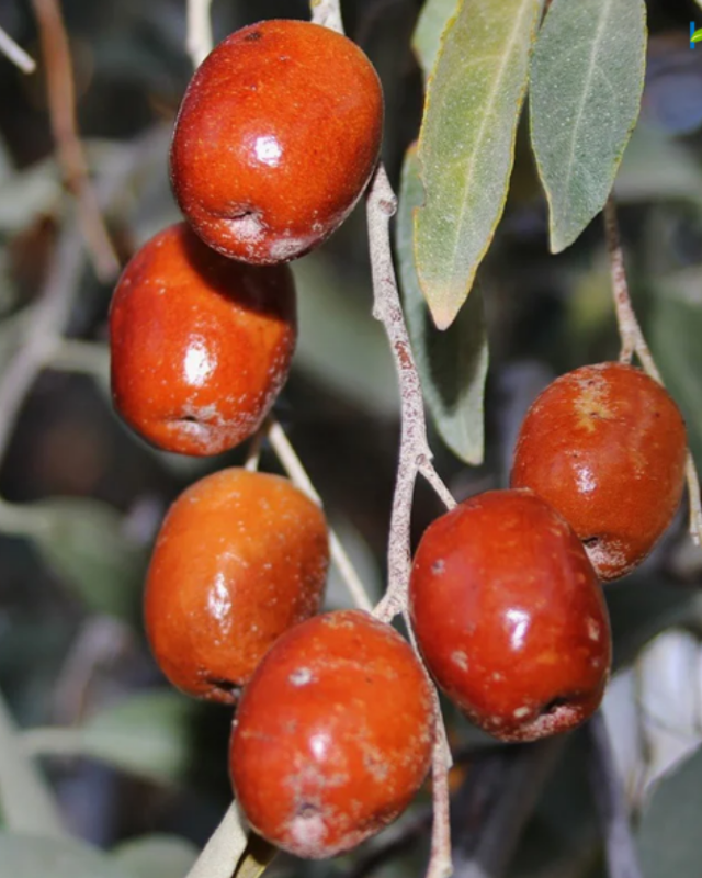 Dried Russian Olives (سنجد)