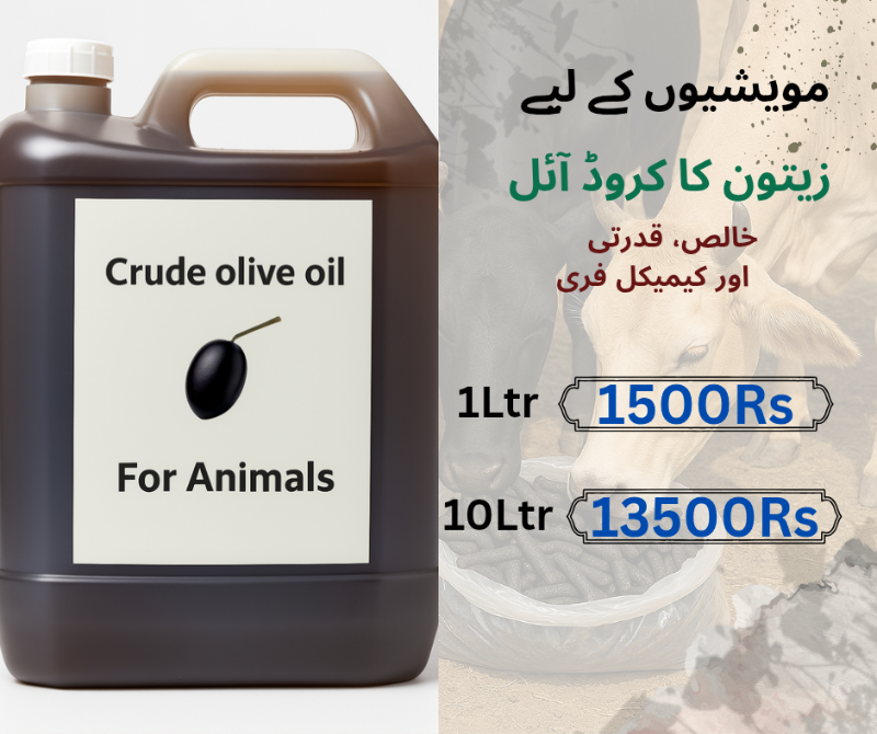crude olive oil for animals
