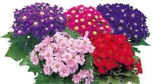 Cineraria