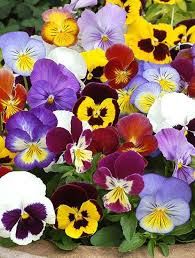 Pansy