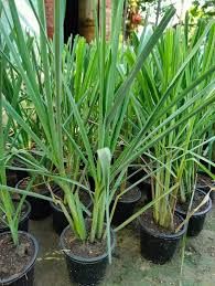 Lemon Grass