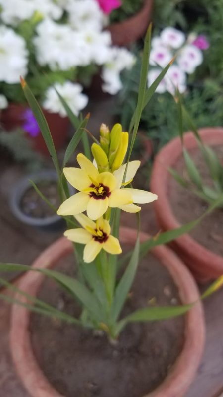 Ixia Flowers