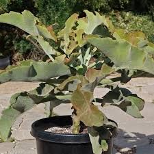 Kalanchoe Elephant