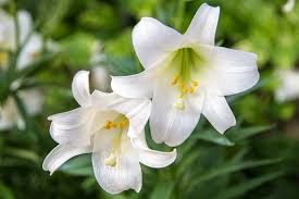 Easter Lily