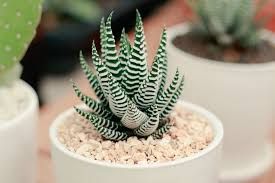 Haworthia