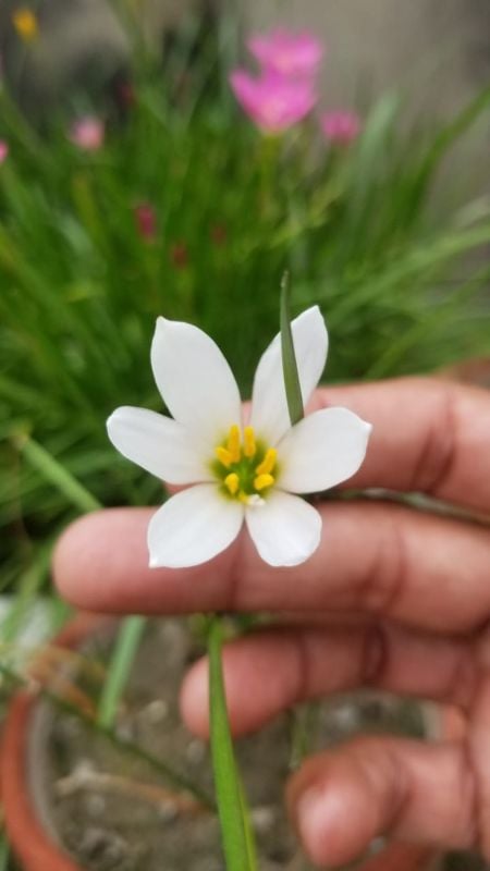 Zephyranthes Candida