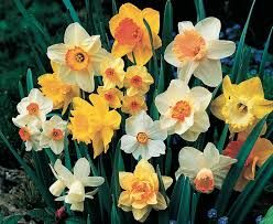 Daffodll Flowers
