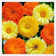 Calendula