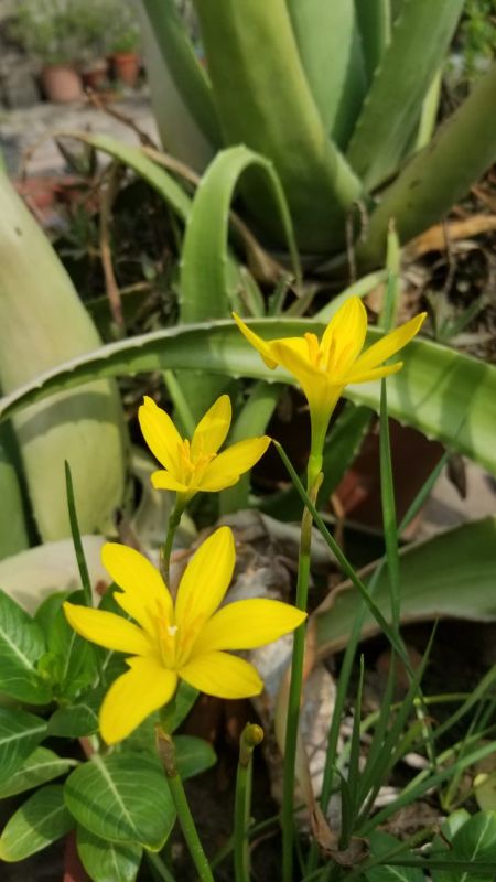 Zephyranthes Citrina