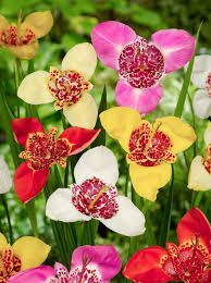 Tigridia Flowers