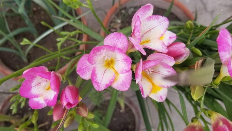 Freesia Flowers