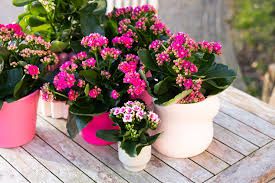 Kalanchoe
