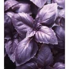 Red Opal Basil