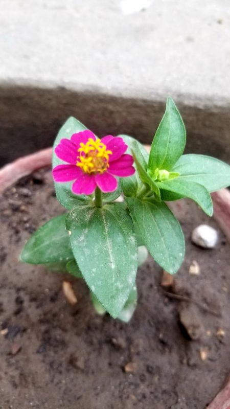 Zinnia