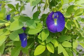 Butterfly Blue Pea