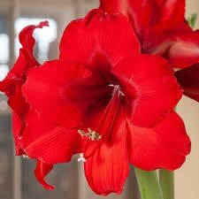 Amaryllis
