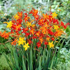 Crocosmia Flowers