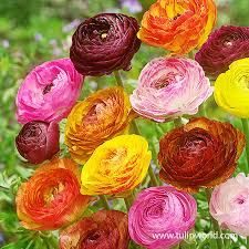 Rananculus