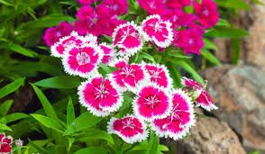 Dianthus