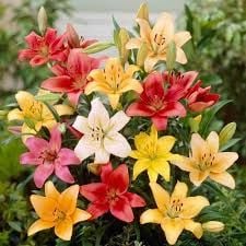 Asiatic Lily