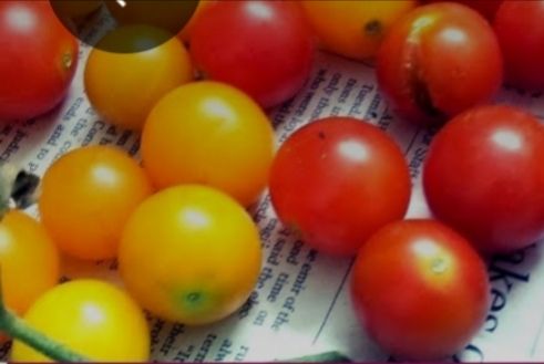 Cherry Tomatoes