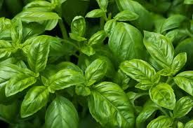Basil (Tulsi)