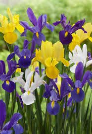Dutch Iris