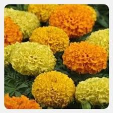 Marigold