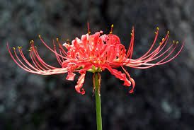 Red Spider Lily