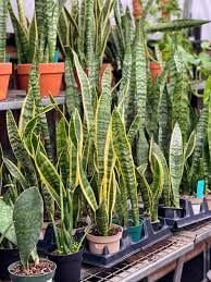 Snake Plants