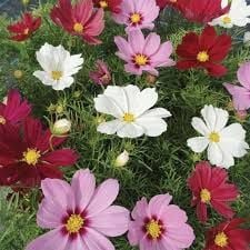 Winter Cosmos