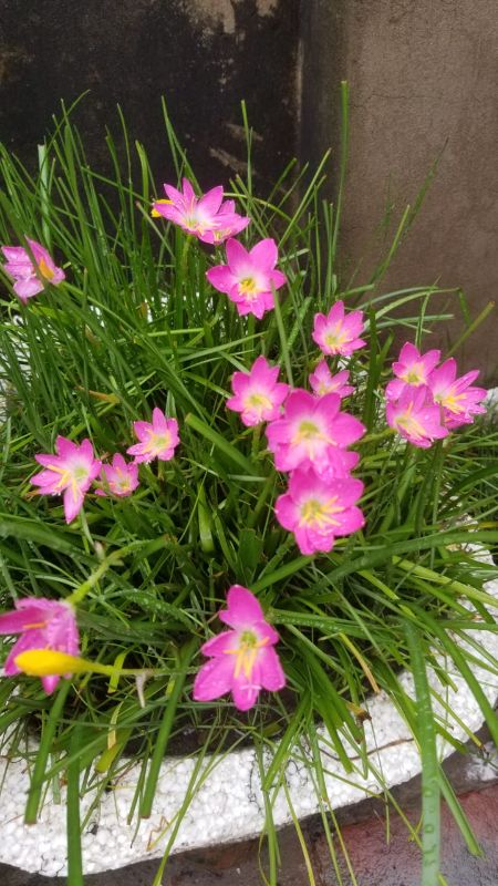 Zephyranthes Rosea