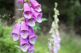 Foxgloves