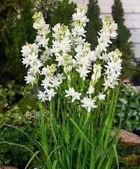 Tuberose
