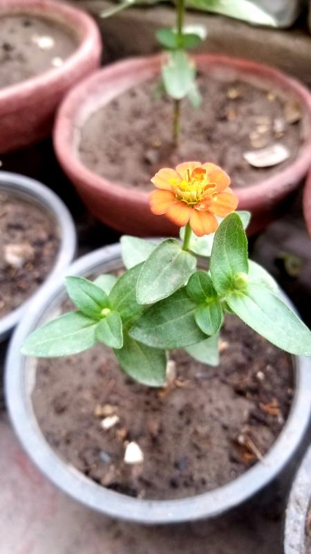 Zinnia