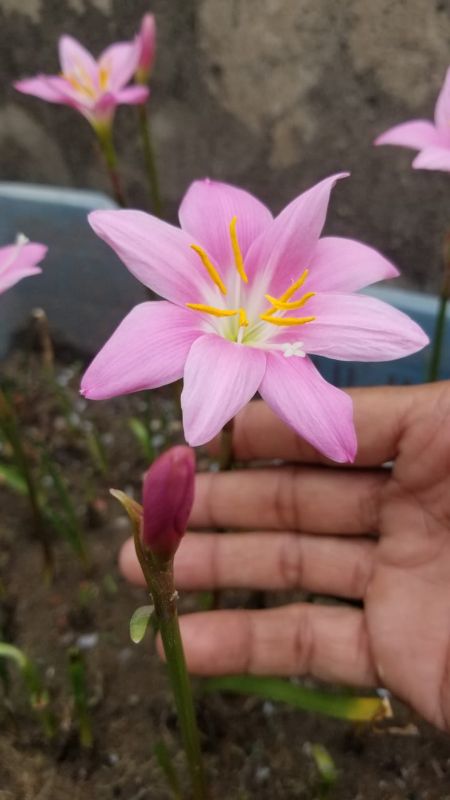 Zephyranthes Grandiflora