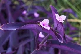 Purple Heart Plant