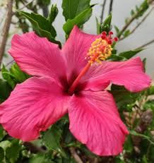 Hibiscus