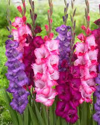 Gladiolus Flowers