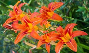 Day Lily