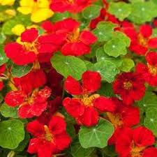Nasturtium
