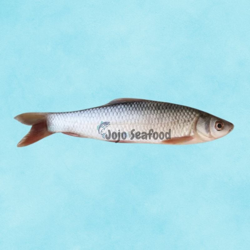 Mrigal Carp (Murathi)